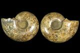 Honey-Orange Ammonite (Argonauticeras) - Befandriana, Madagascar #168517-7